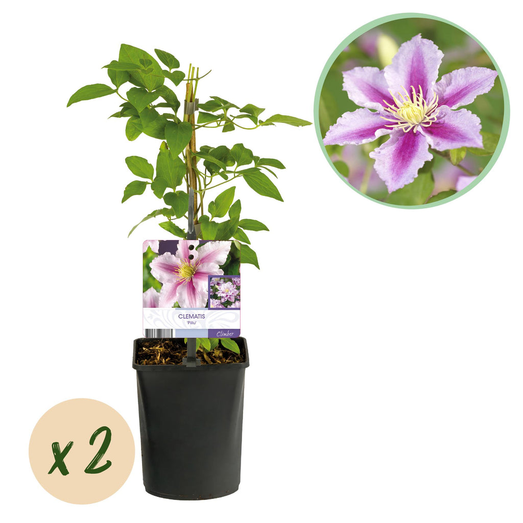 Kletterpflanze, Clematis Piilu, Blüte Rosa, Wenig Pflege, 2 Pflanzen, Topf 11 cm 40 cm