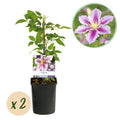 Kletterpflanze, Clematis Piilu, Blüte Rosa, Wenig Pflege, 2 Pflanzen, Topf 11 cm 40 cm