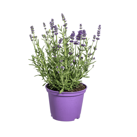 8x Lavandula angustifolia Ø13cm - ↕30 - 40cm - Botanic-Vibes