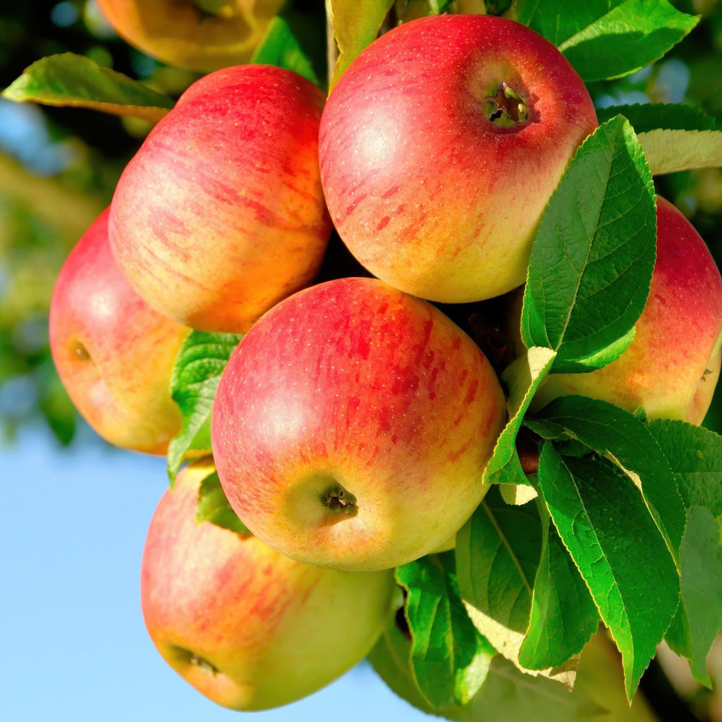 Obstbaum, Malus domestica Jonagold, Apfelbaum, Winterhart, Gelb-Grüner Apfel, 1 Pflanze, Topf 21 cm, 90 cm