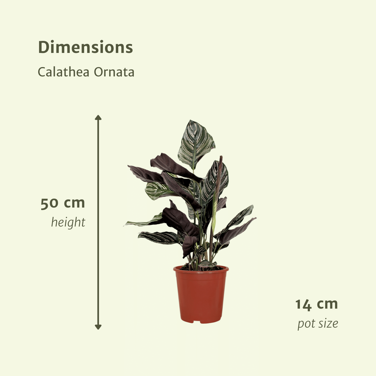 2x Calathea Ornata, Pfauenpflanze, 50 cm, Ø14 cm