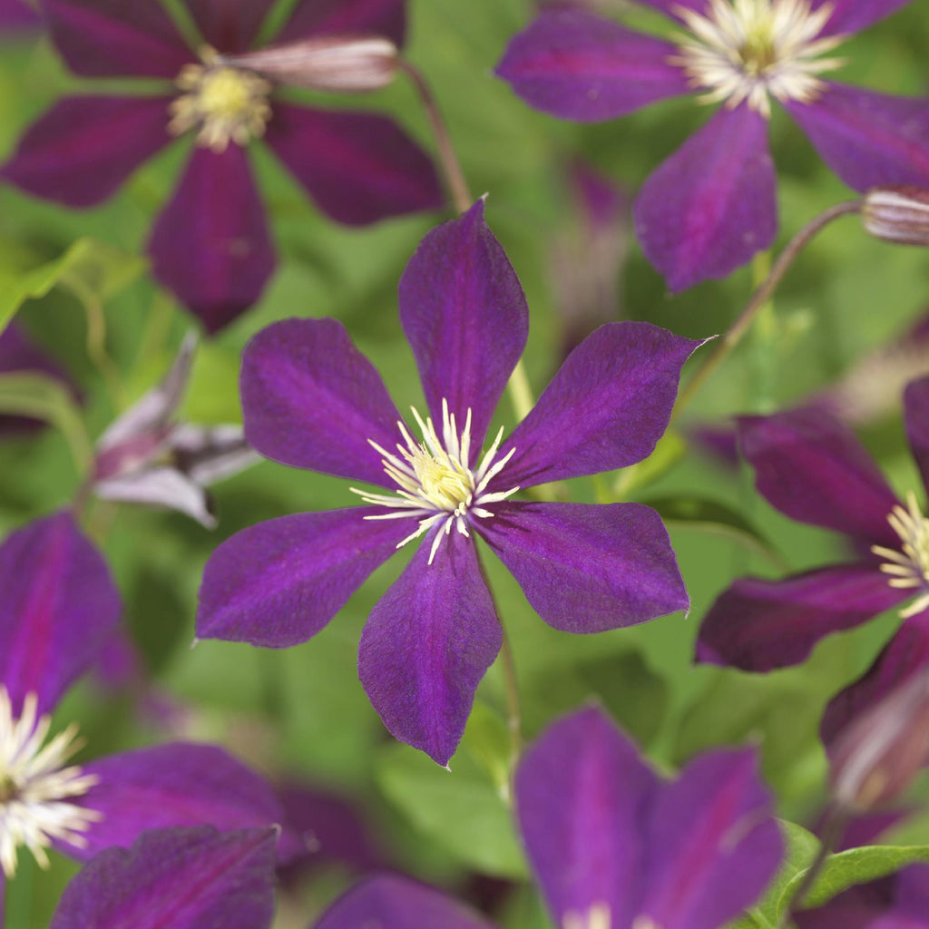 Kletterpflanze, Clematis Mikelite, Blüte Lila, Wenig Pflege, 2 Pflanzen, Topf 11 cm 40 cm