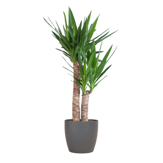 Yucca Elephantipes mit Viber Schwarz - 90cm - Ø21 - Botanic-Vibes