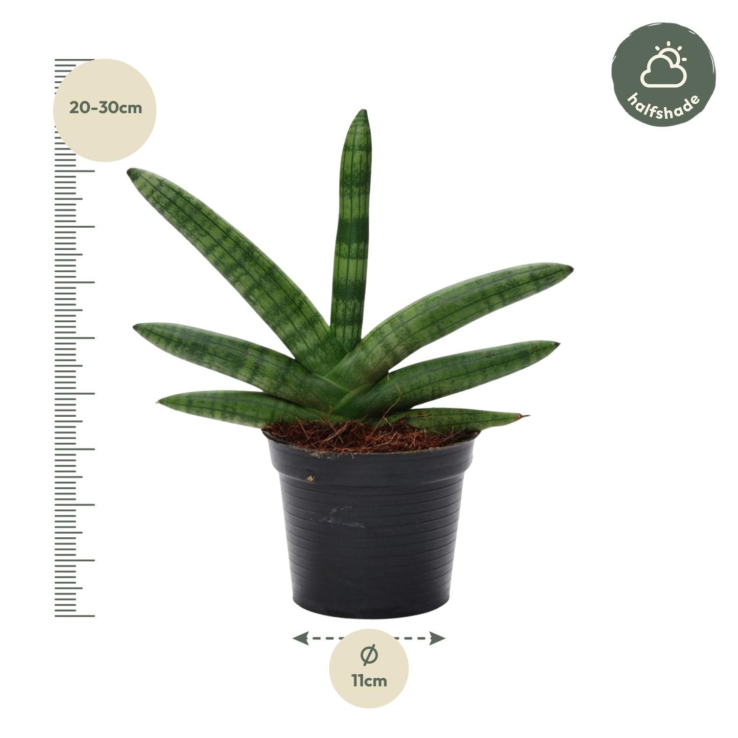 Sansevieria skyline – 25 cm – Ø10,5