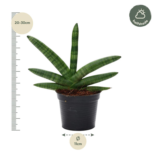 Sansevieria skyline – 25 cm – Ø10,5