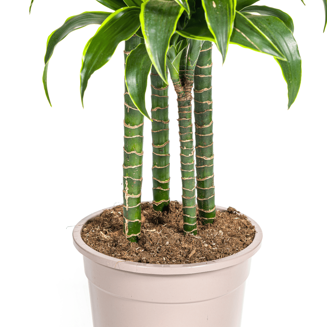 Dracaena Deremensis Dorado Ø27cm - ↕170 - 190cm - Botanic-Vibes