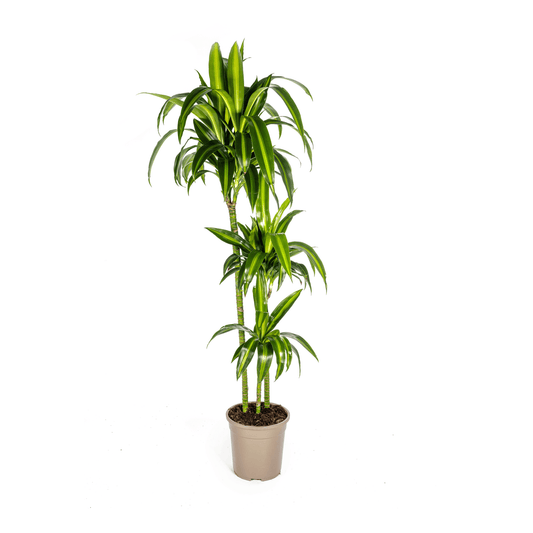 Dracaena Deremensis Hawaiian Sunshine Ø24cm - ↕130 - 150cm - Botanic-Vibes