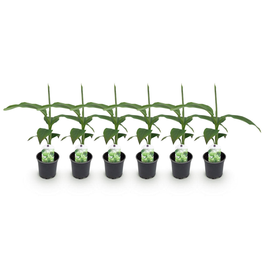 GreenboutiQ, Obstpflanze, Bananenpflanze, Musa Basjoo, Winterhart, Topf 12cm Höhe 30cm