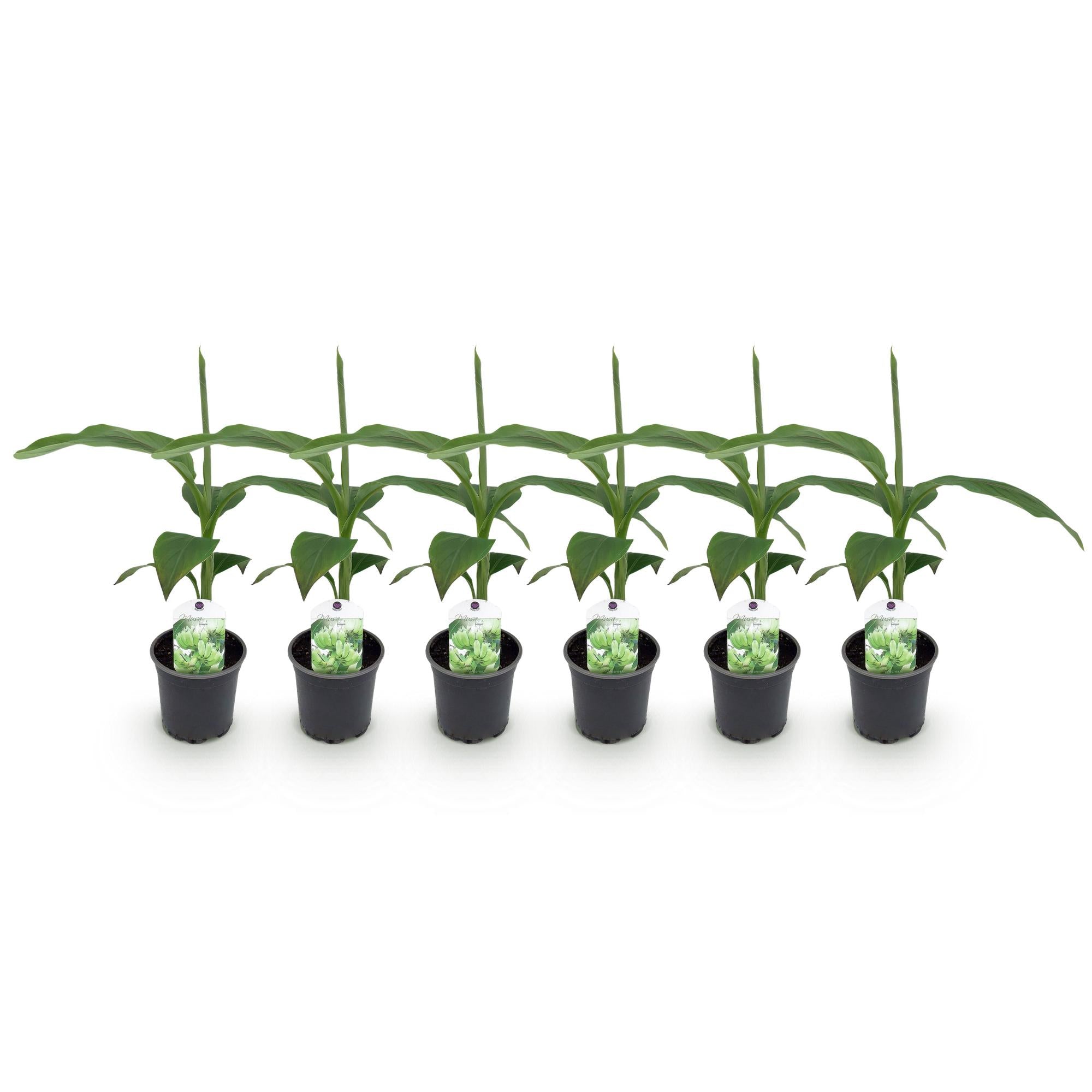 GreenboutiQ, Obstpflanze, Bananenpflanze, Musa Basjoo, Winterhart, Topf 12cm Höhe 30cm