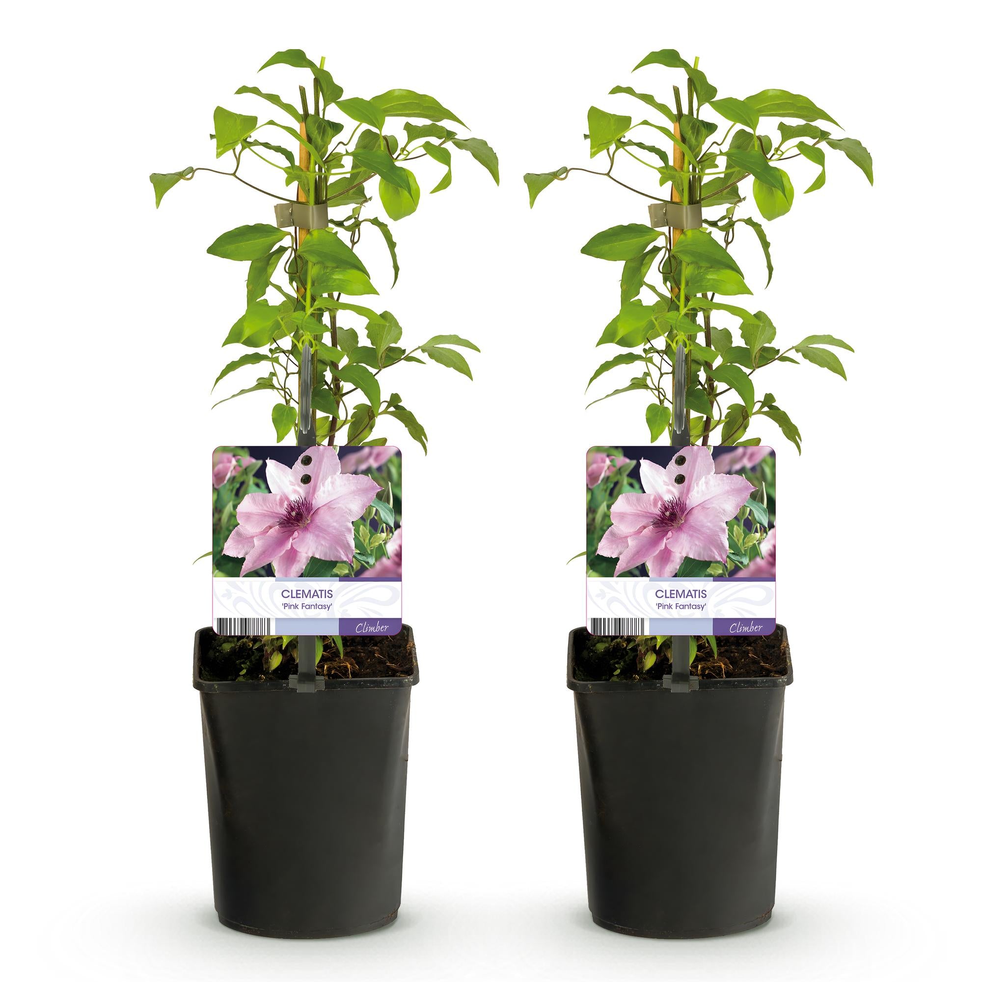Kletterpflanze, Clematis Rosa Fantasy, Blüte Rosa, Wenig Pflege, 2 Pflanzen, Topf 11 cm 40 cm