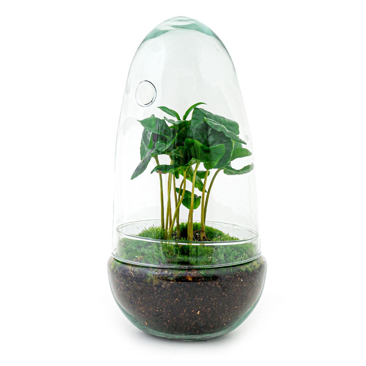 Flaschengarten – Egg Coffea Arabica – 25 cm