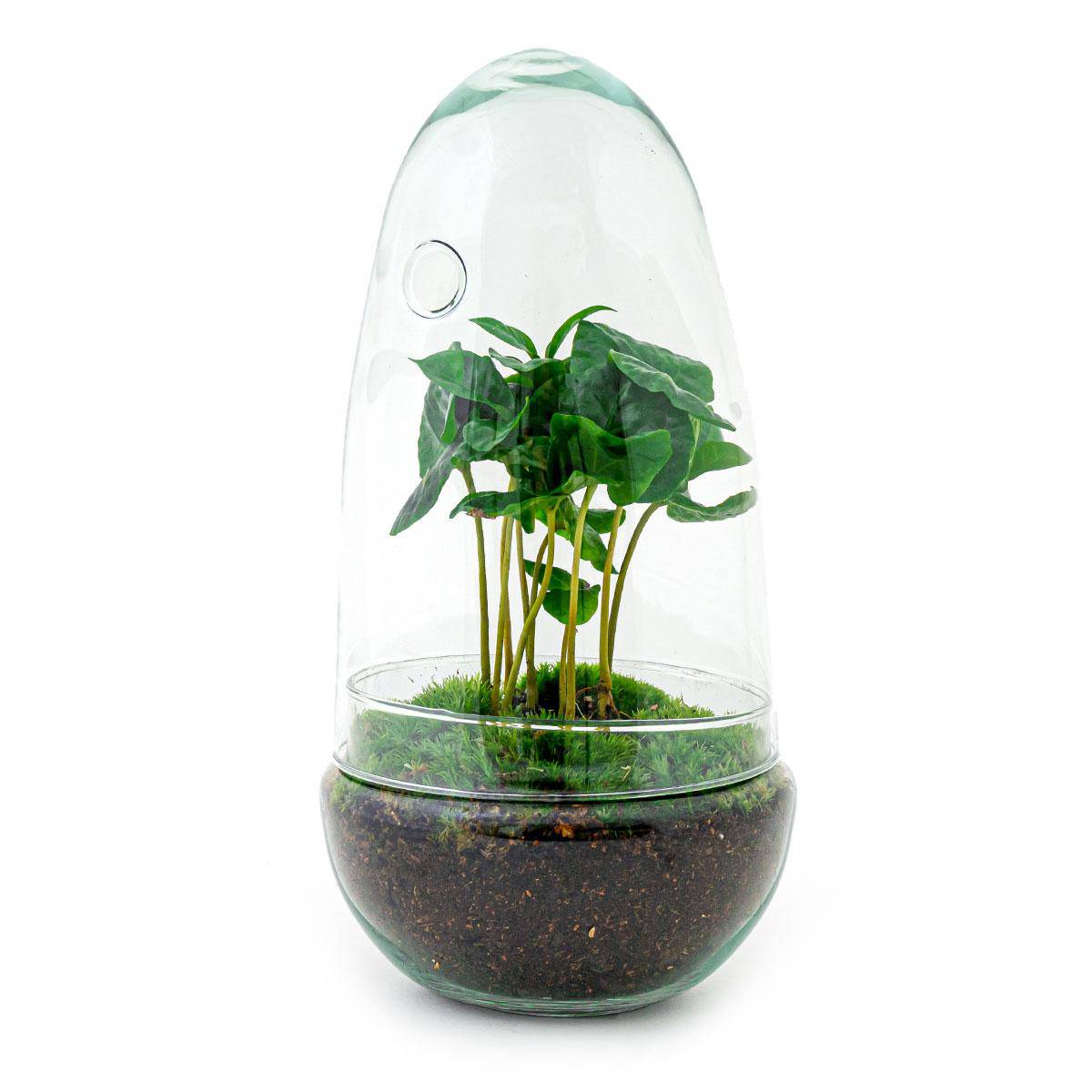 Flaschengarten – Egg Coffea Arabica – 25 cm - Botanic-Vibes