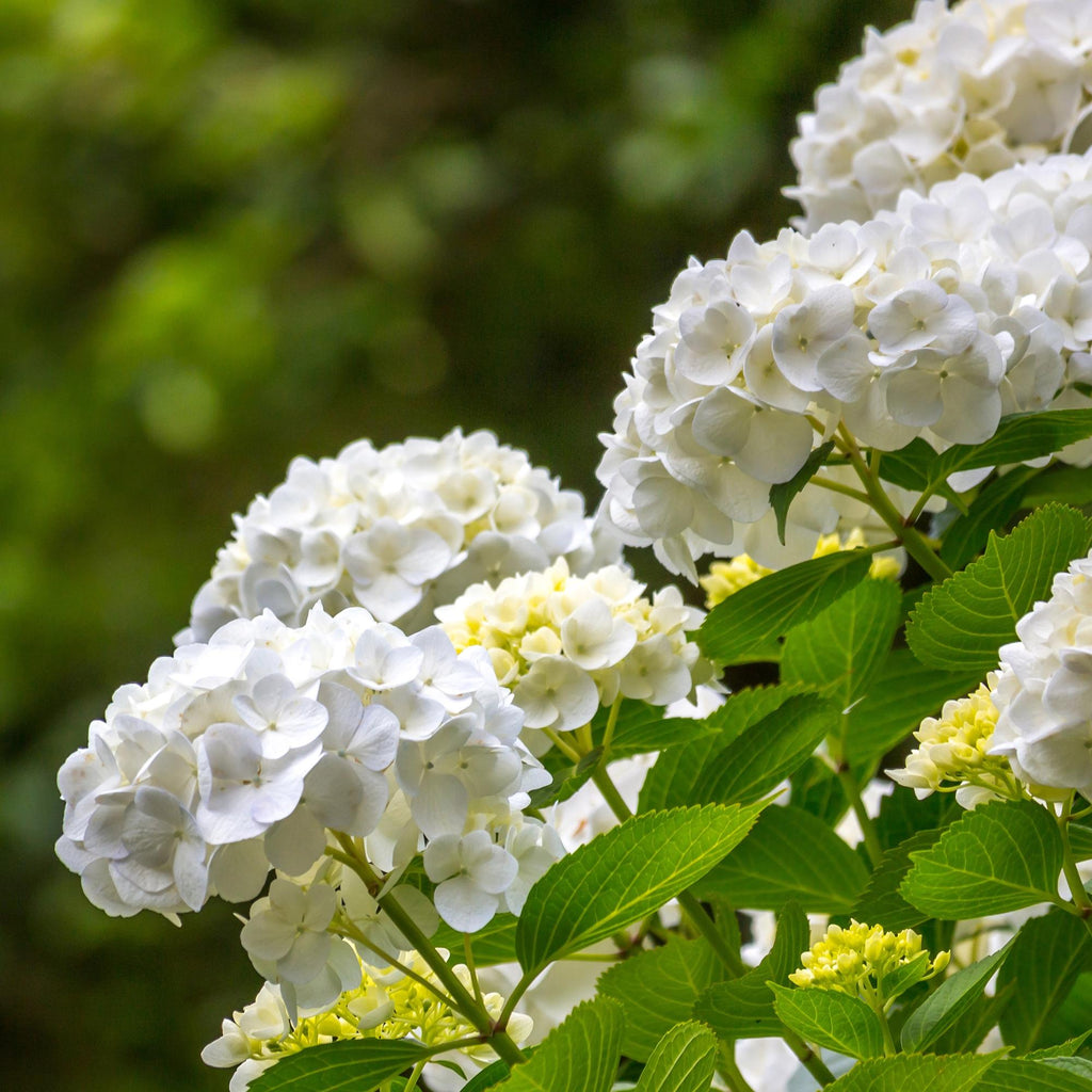 Hortensie, Hydrangea macrophylla Weiß, Blüte Weiß, 3 Pflanzen, 1 m2, Laubabwerfend, Wenig Pflege, Topf 17 cm 30 cm