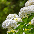 Hortensie, Hydrangea macrophylla Weiß, Blüte Weiß, 3 Pflanzen, 1 m2, Laubabwerfend, Wenig Pflege, Topf 17 cm 30 cm