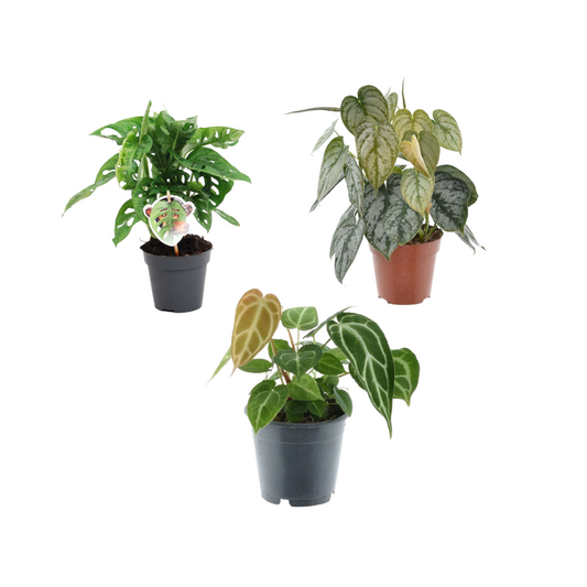 Grünes Pflanzen-Set (3er) – Monstera obliqua 'Monkey Leaf' – 25 cm – Ø12, Philodendron brandtianum – 35 cm – Ø12, Anthurium crystallinum – 35 cm – Ø12