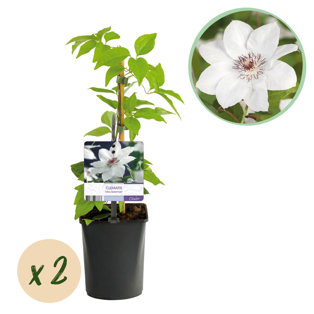 Kletterpflanze, Clematis Miss Bateman, Blüte Weiß- Wenig Pflege, 2 Pflanzen, Topf 11 cm 40 cm