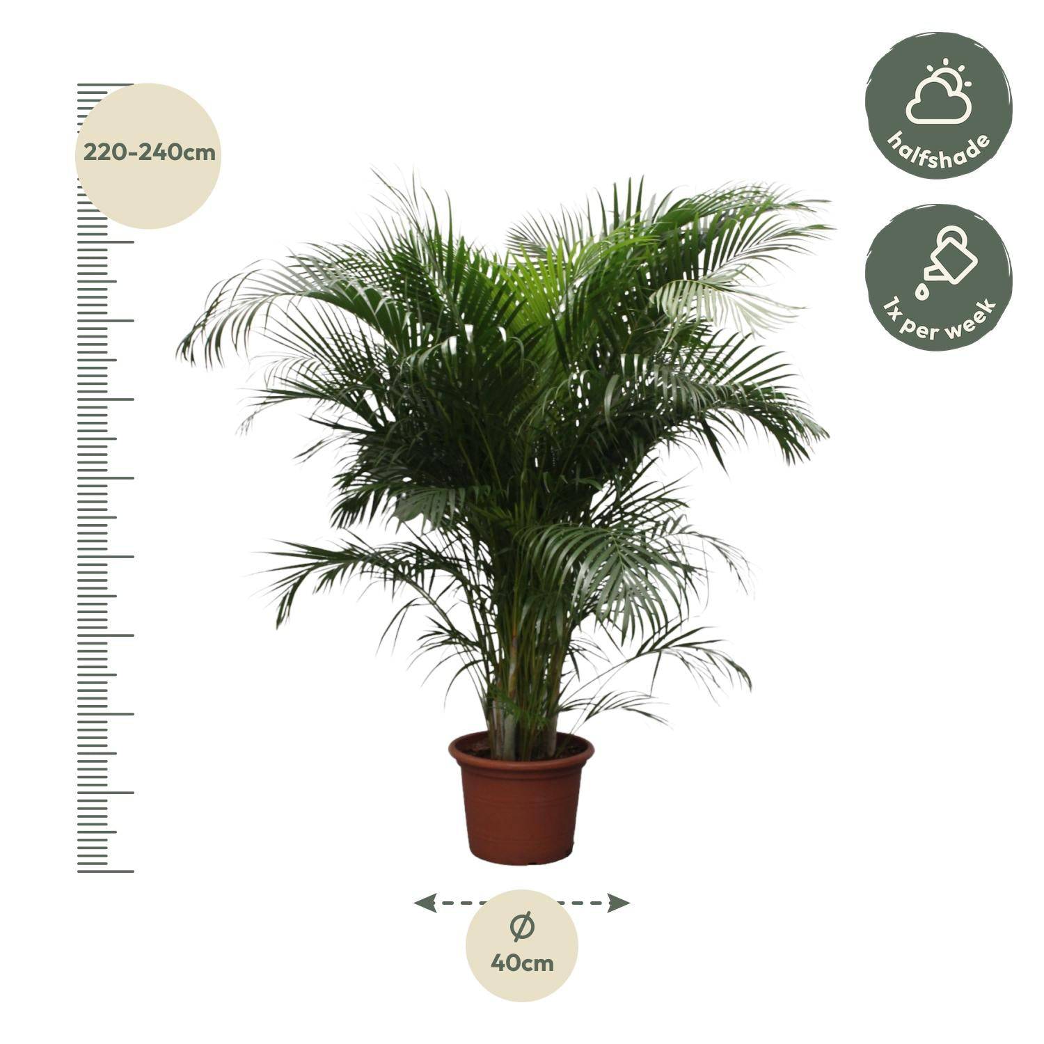 Dypsis lutescens (Areca-Palme) – 230 cm – Ø40 - Botanic-Vibes
