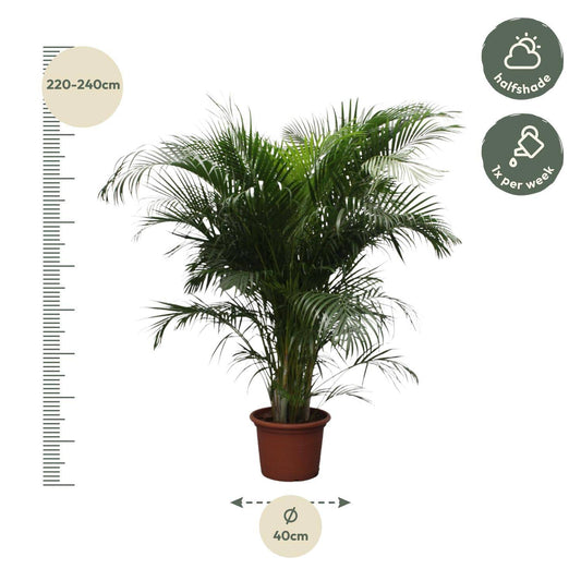 Dypsis lutescens (Areca-Palme) – 230 cm – Ø40 - Botanic-Vibes