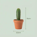 Mini Kakteen Mix, 12 Stück, Ø8 cm,1 cm, 5-10 cm, Terrakottatöpfe