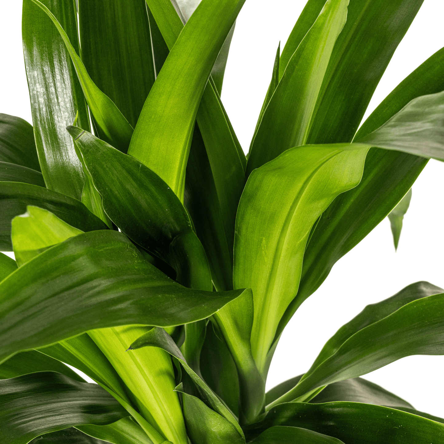 Dracaena Deremensis Lisa Ø19cm - ↕70 - 90cm - Botanic-Vibes