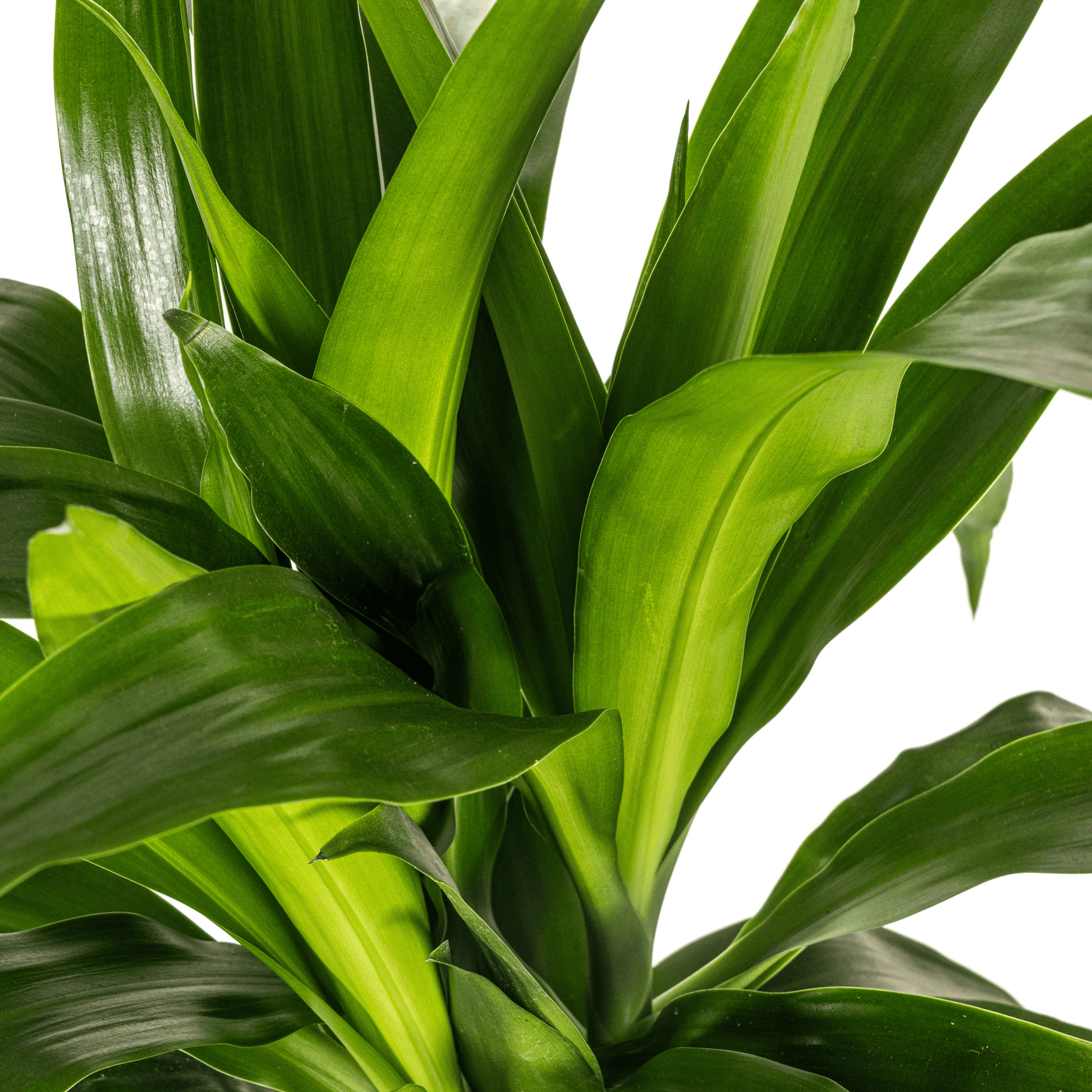 Dracaena Deremensis Lisa Ø19cm - ↕70 - 90cm - Botanic-Vibes