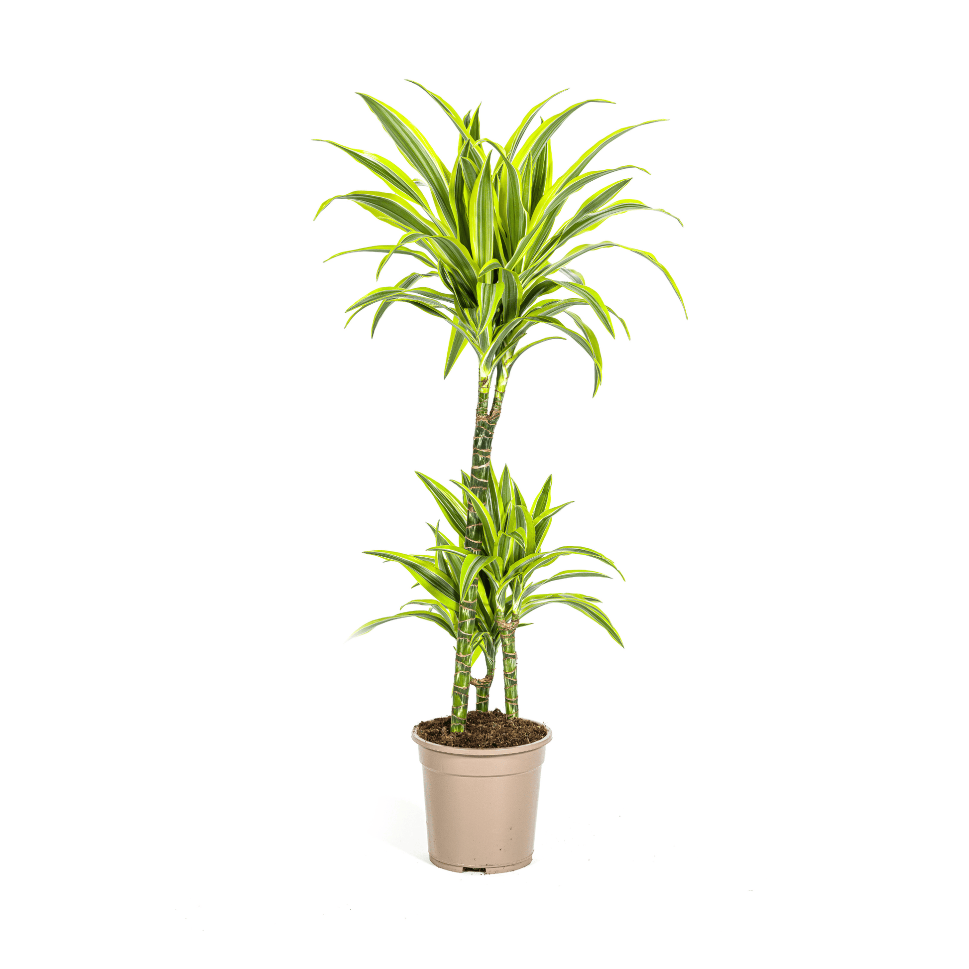 Dracaena Deremensis Lemon Lime Ø21cm - ↕90 - 110cm - Botanic-Vibes