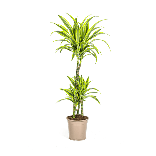 Dracaena Deremensis Lemon Lime Ø21cm - ↕90 - 110cm - Botanic-Vibes