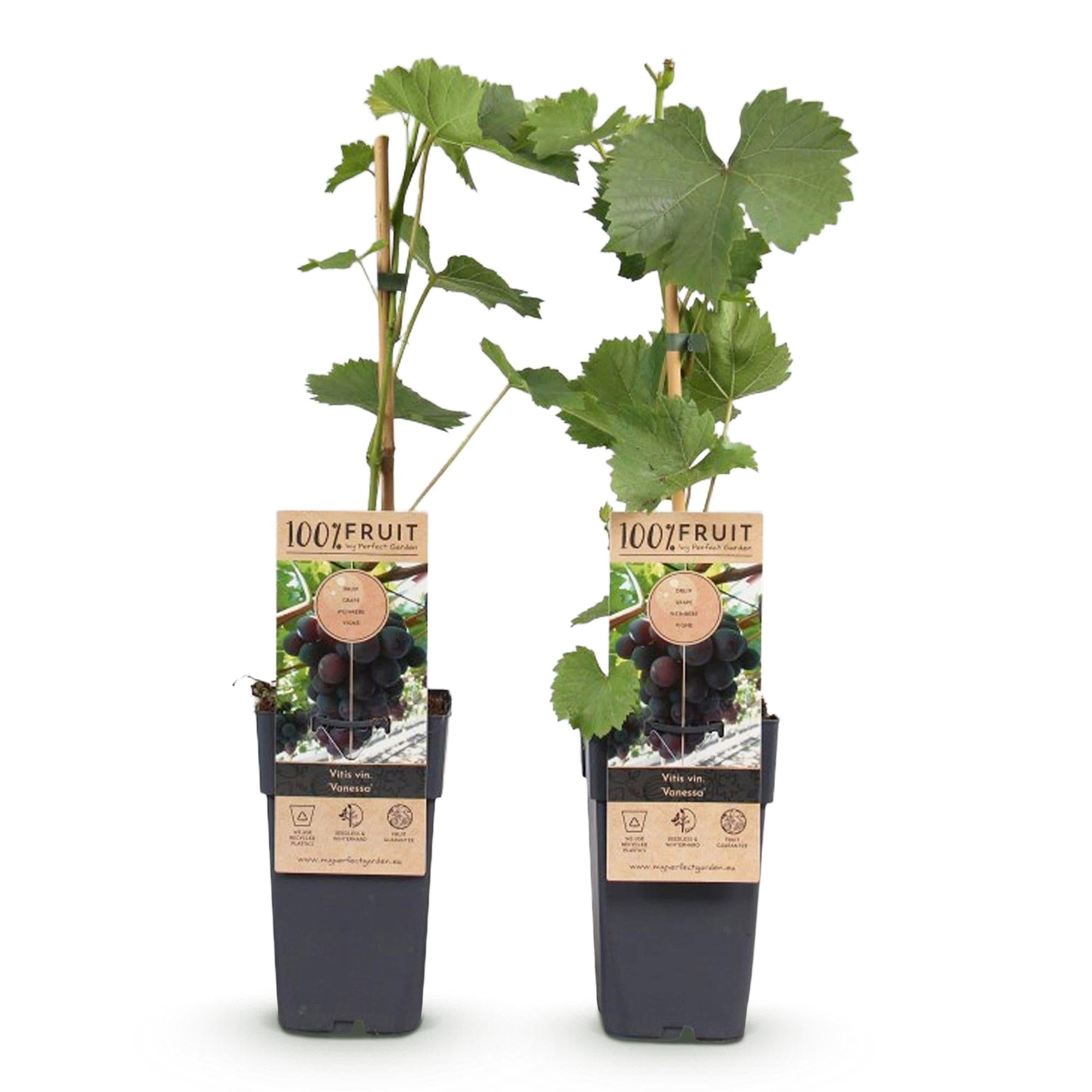 Obstpflanze, Vitis vinifera Vanessa, Weintraubenpflanze, Tafeltraube, Blaue Traube, 2 Pflanzen, Topf 15 cm, 50 cm