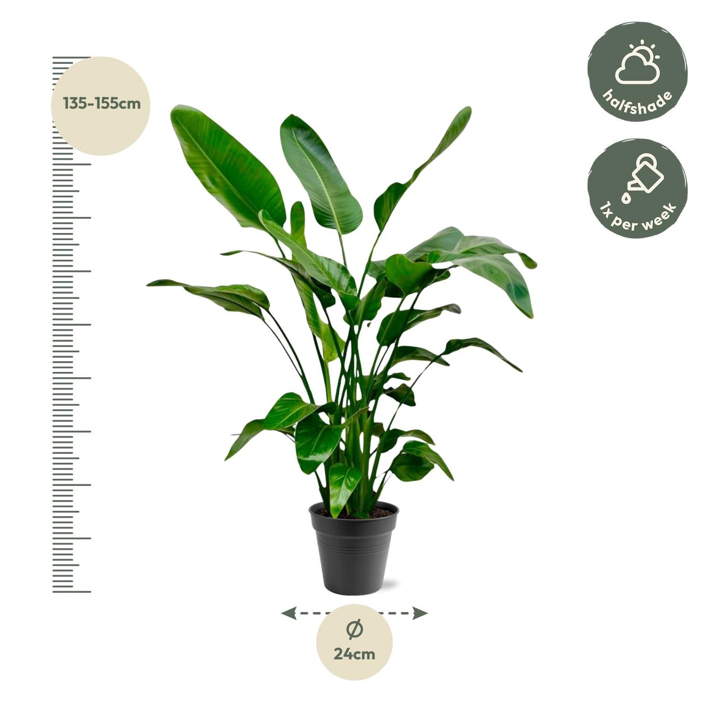 Strelitzia nicolai – 140 – 150cm – Ø24