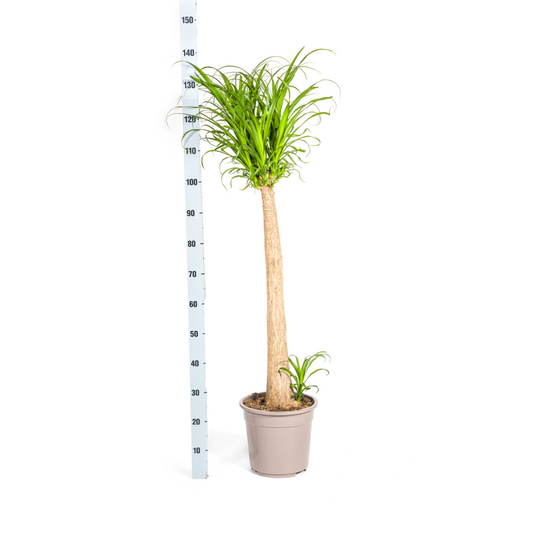 Beaucarnea Recurvata Stamm Ø27cm - ↕110 - 130cm