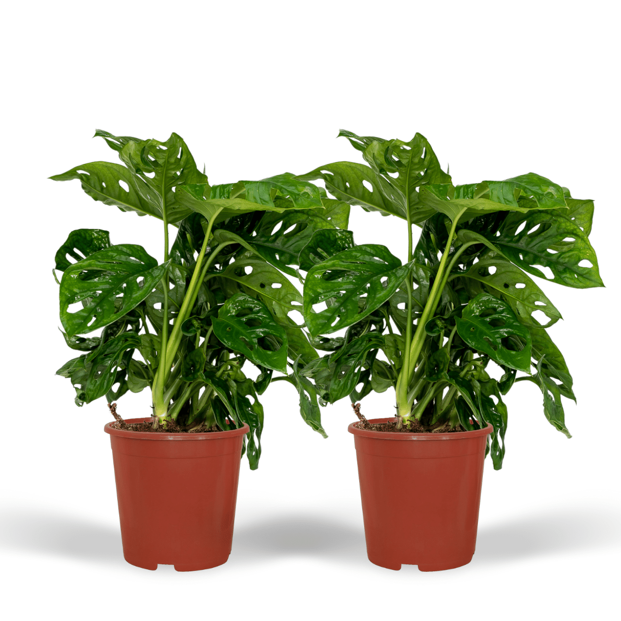2x Monstera Monkey Leaf, Lochpflanze, 30 cm, Ø12 cm