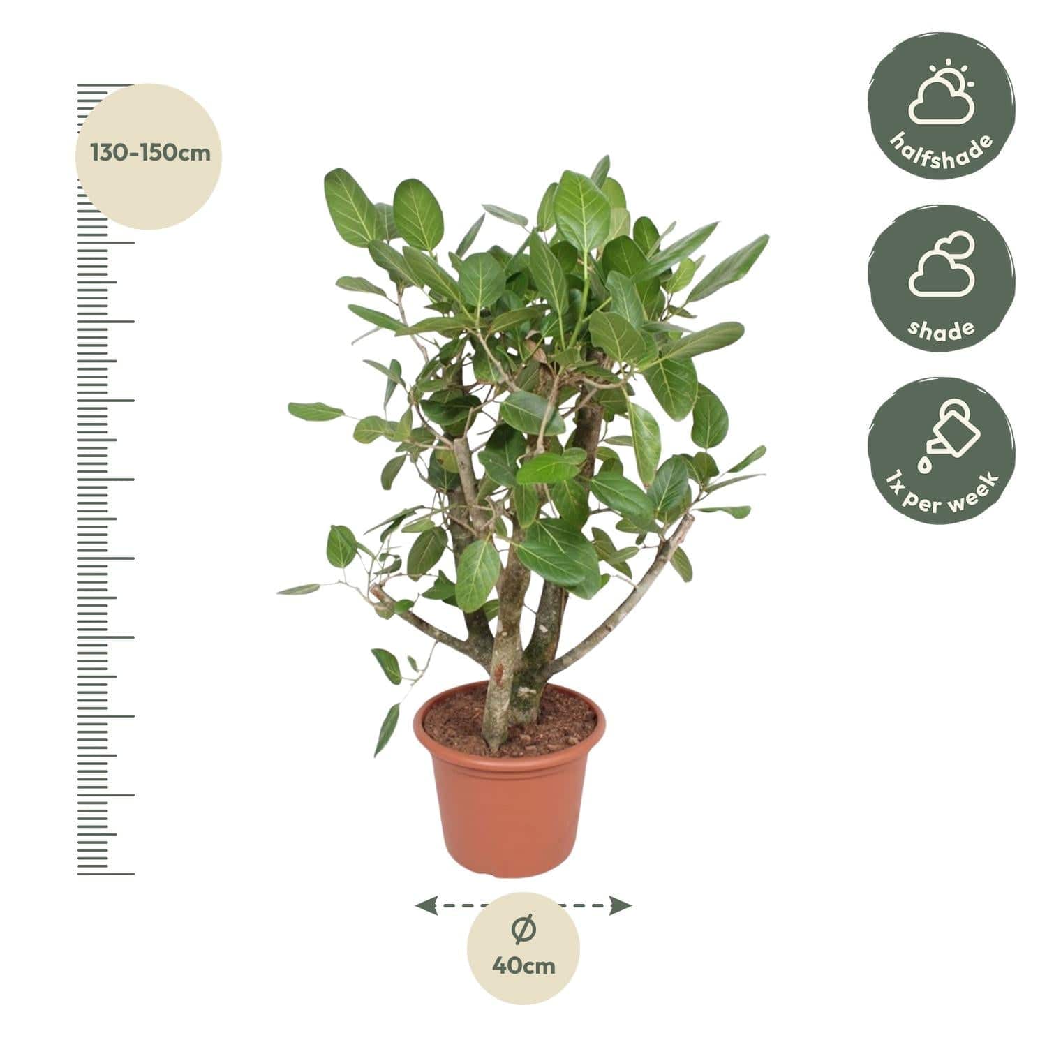 Ficus benghalensis verzweigt – 140 cm – Ø40 - Botanic-Vibes