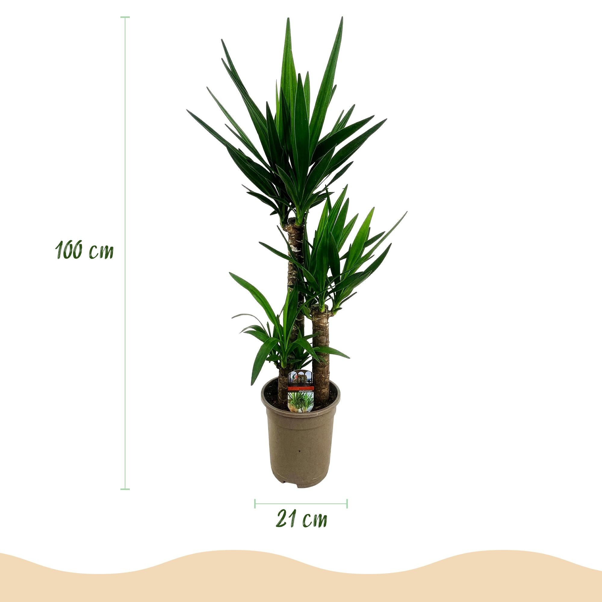 Yucca elephantipes, Yucca, Wenig Pflege, Grün, 1, Topf 21 cm, 100 cm