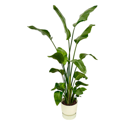 Strelitzia nicolai inklusive elho Greenville Round weiß – 180 cm – Ø30