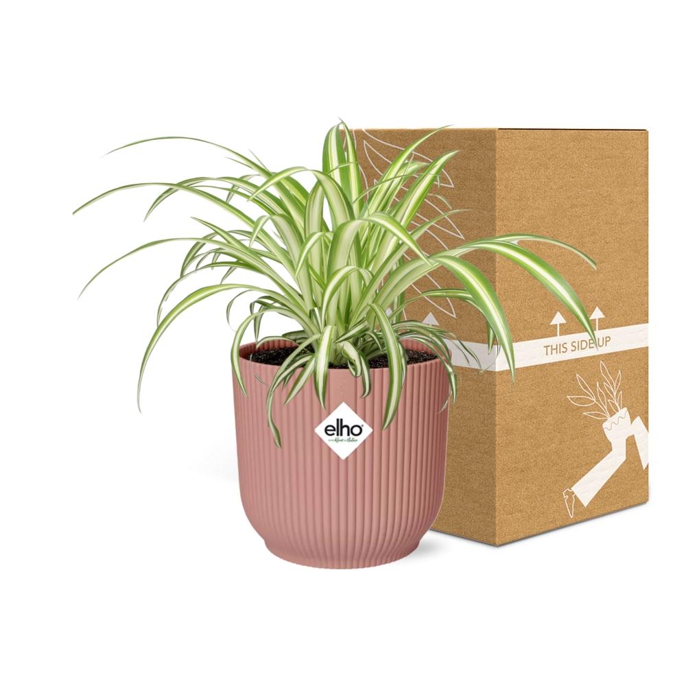 Chlorophytum Comosum Variegatum im ELHO Vibes Fold, 14 cm, rosa