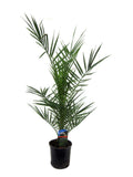 Phoenix canariensis – 80 cm – Ø14 - Botanic-Vibes