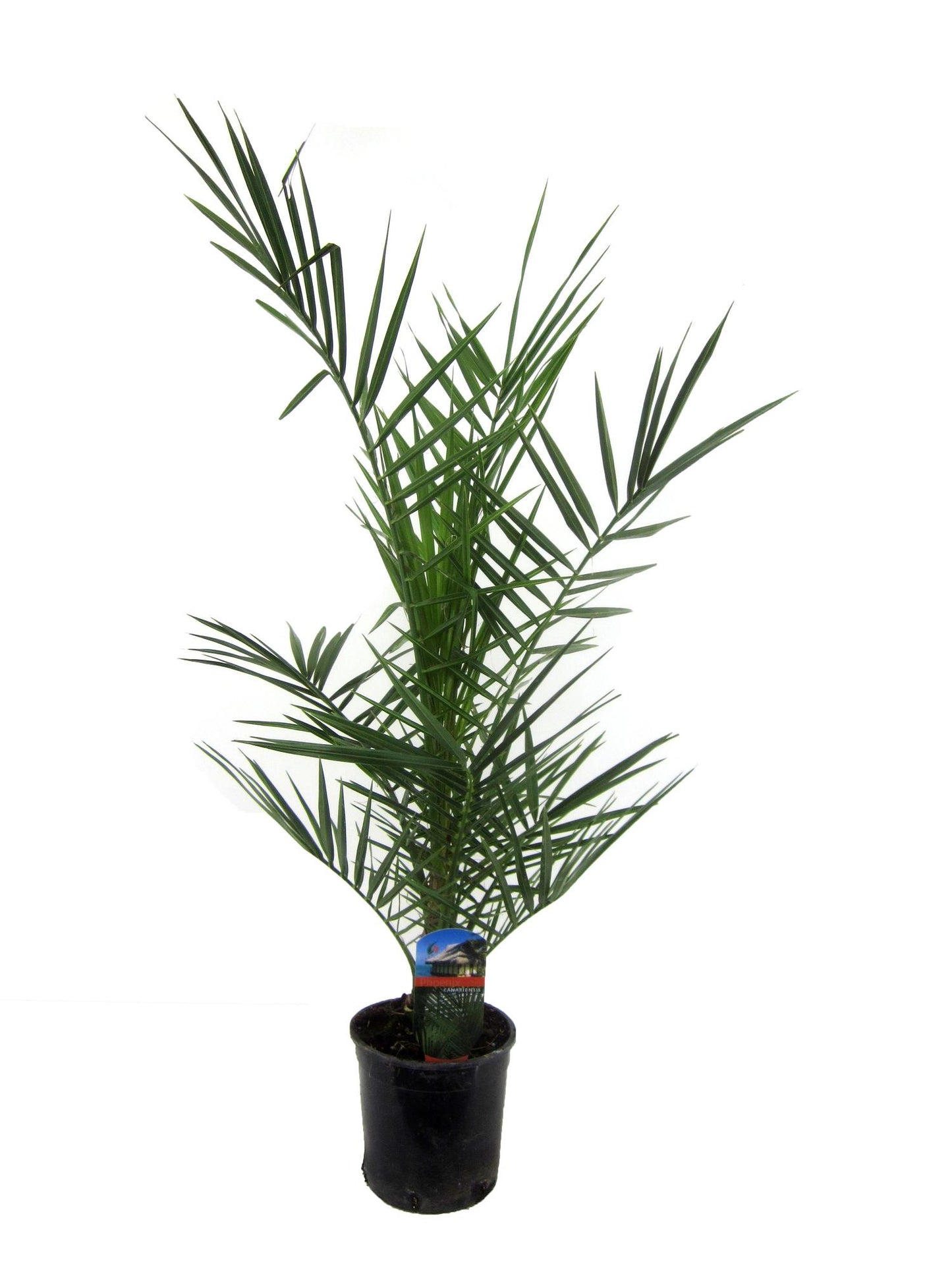 Phoenix canariensis – 80 cm – Ø14