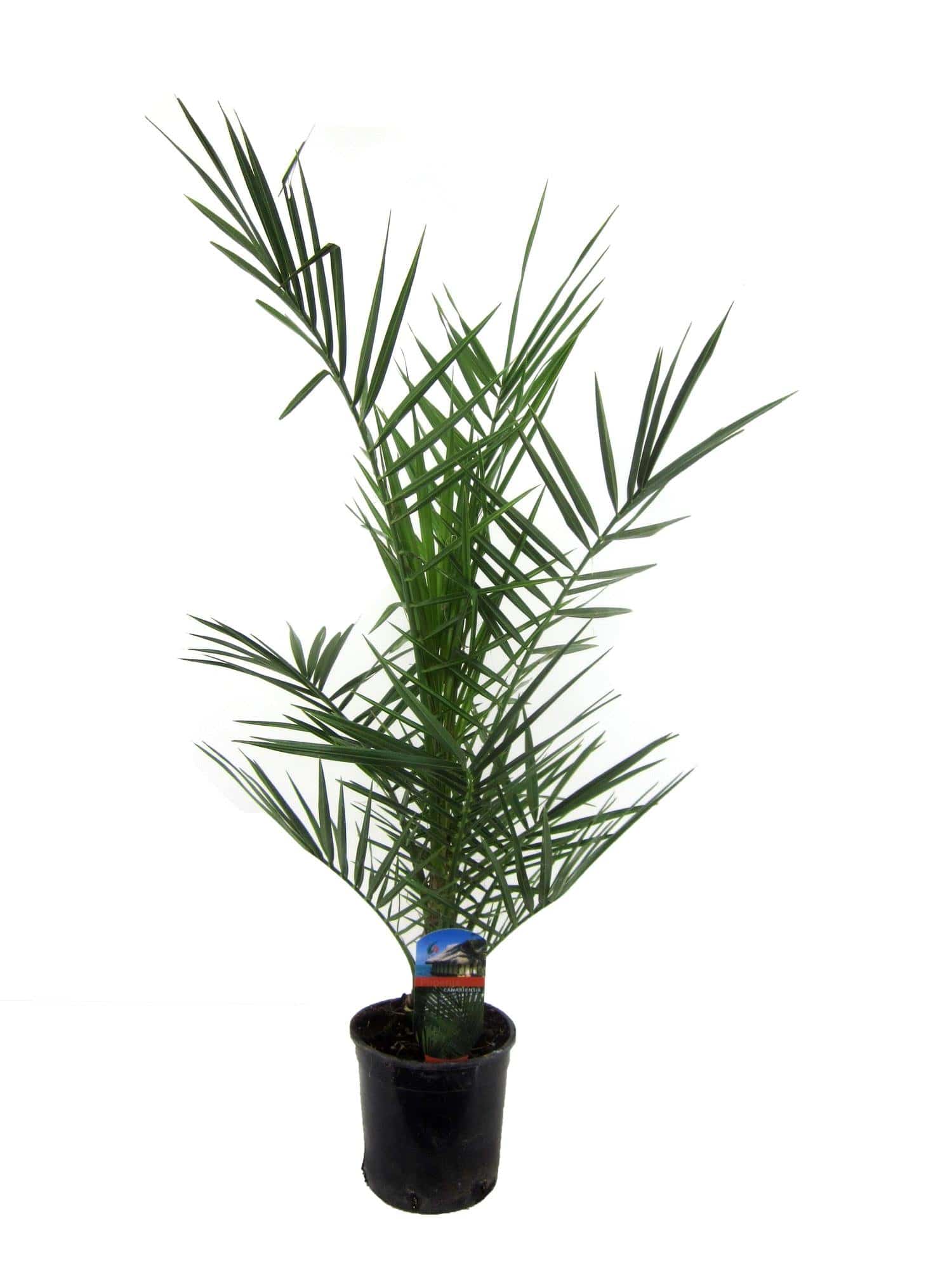Phoenix canariensis – 80 cm – Ø14 - Botanic-Vibes