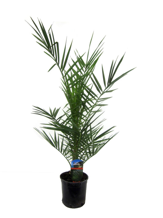 Phoenix canariensis – 80 cm – Ø14