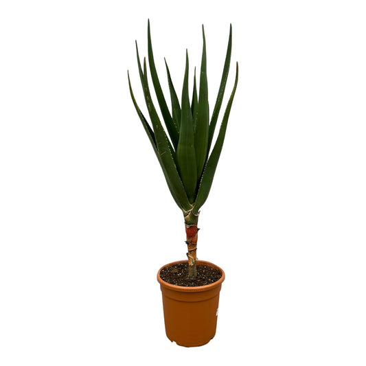 Aloë Barberae – 160 cm – Ø30