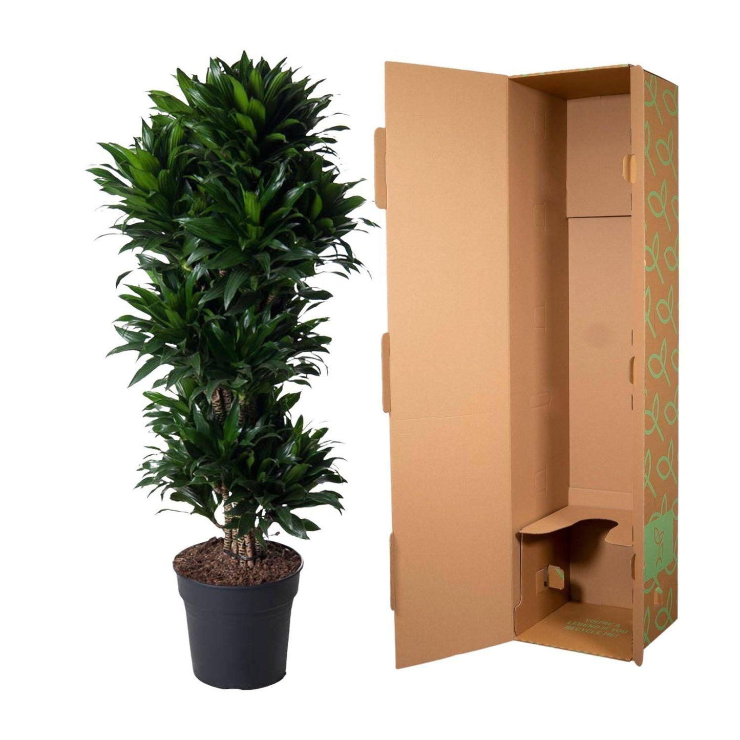 Dracaena compacta verzweigt – 140 cm – ø31 - Botanic-Vibes