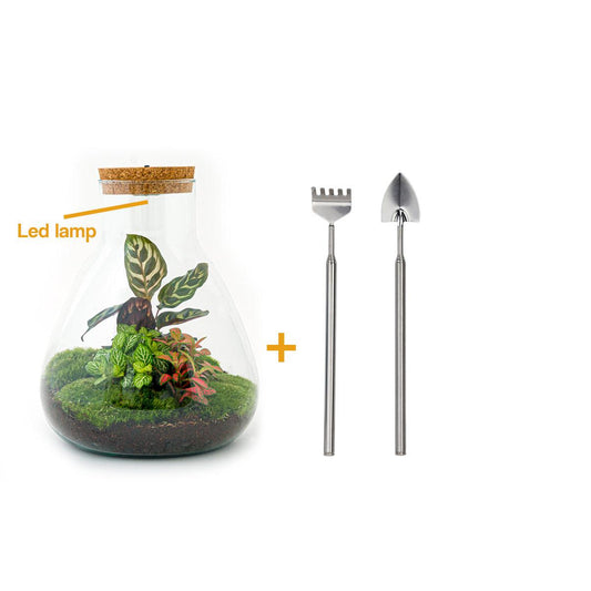 Flaschengarten – sam calathea mit lampe – 30 cm – Rechen + Schaufel