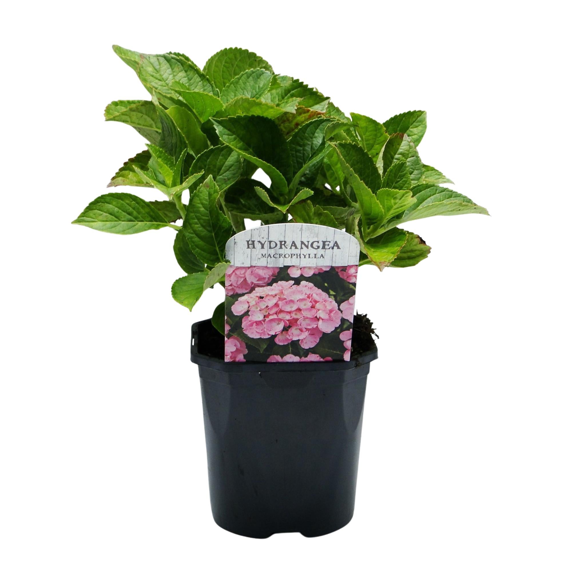 Hortensie, Hydrangea macrophylla Rosa, Blüte Rosa, 1 Pflanze, Laubabwerfend, Wenig Pflege, Topf 17 cm 30 cm