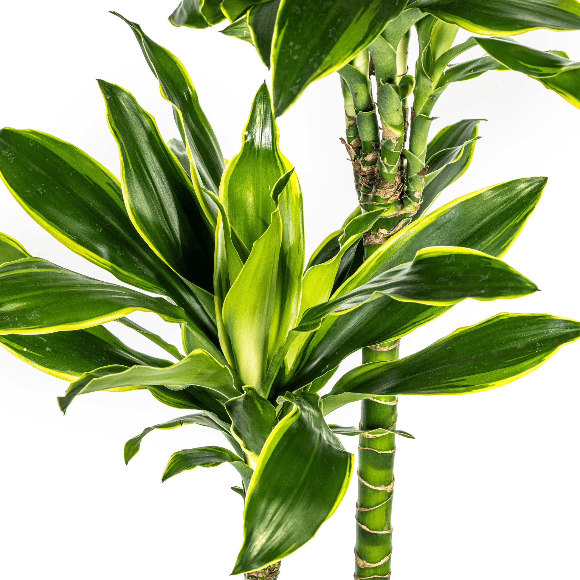 Dracaena Fragrans Golden Coast Ø24cm - ↕130 - 150cm - Botanic-Vibes