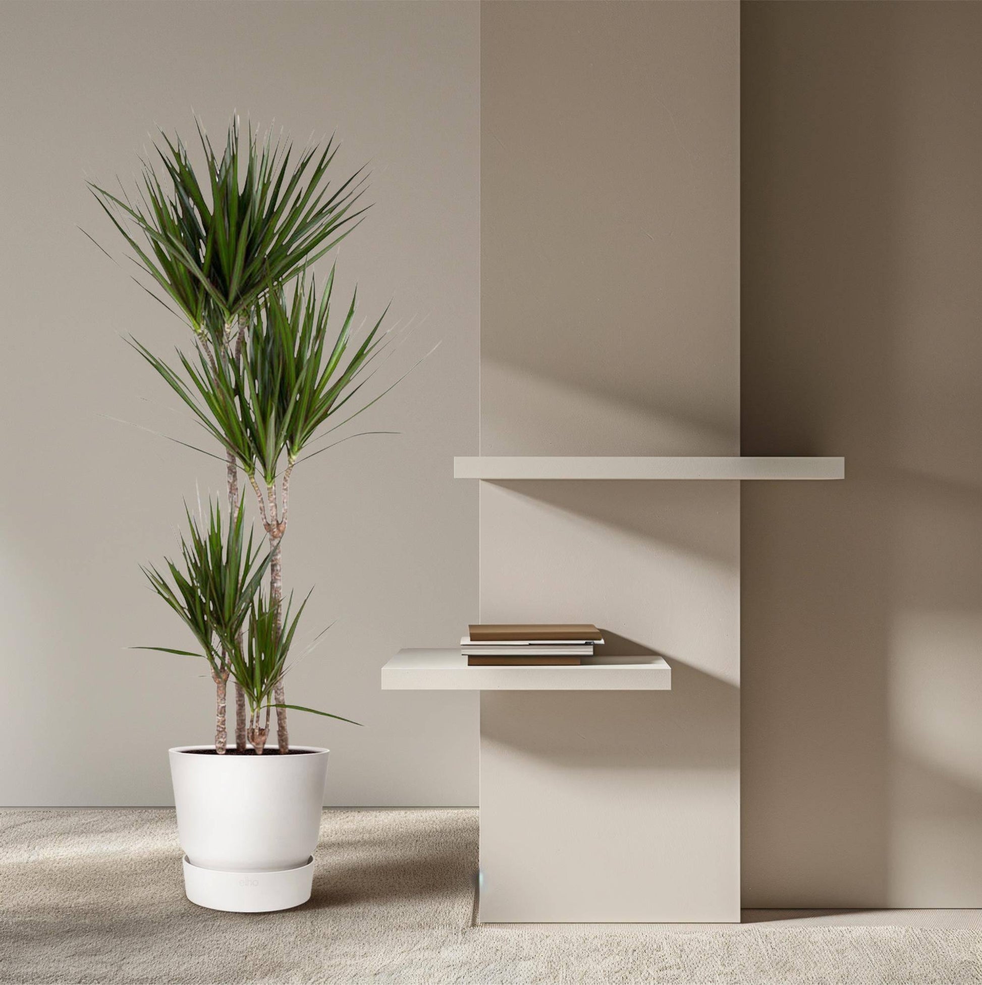 Dracaena Marginata – 180 cm – Ø27 - Botanic-Vibes