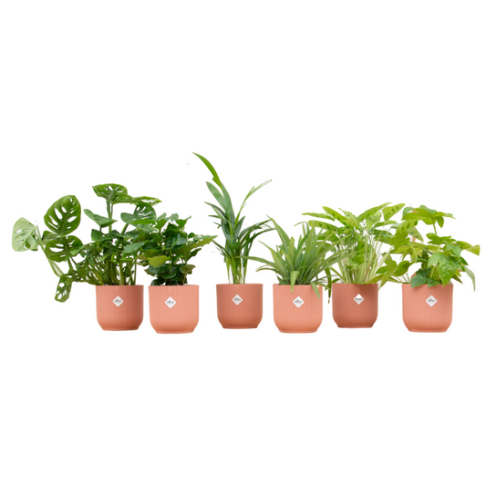 Überraschungsbox – 6 pflanzen inkl. elho vibes fold round Ø14 rosa