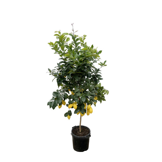 Citrus Lemon – 200 cm – Ø40