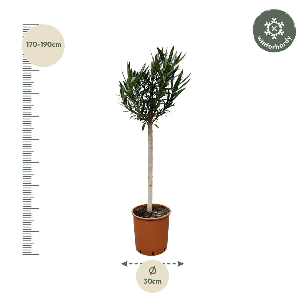 Nerium oleander auf Stamm mit rosa Blüte – 170 cm – Ø30 - Botanic-Vibes