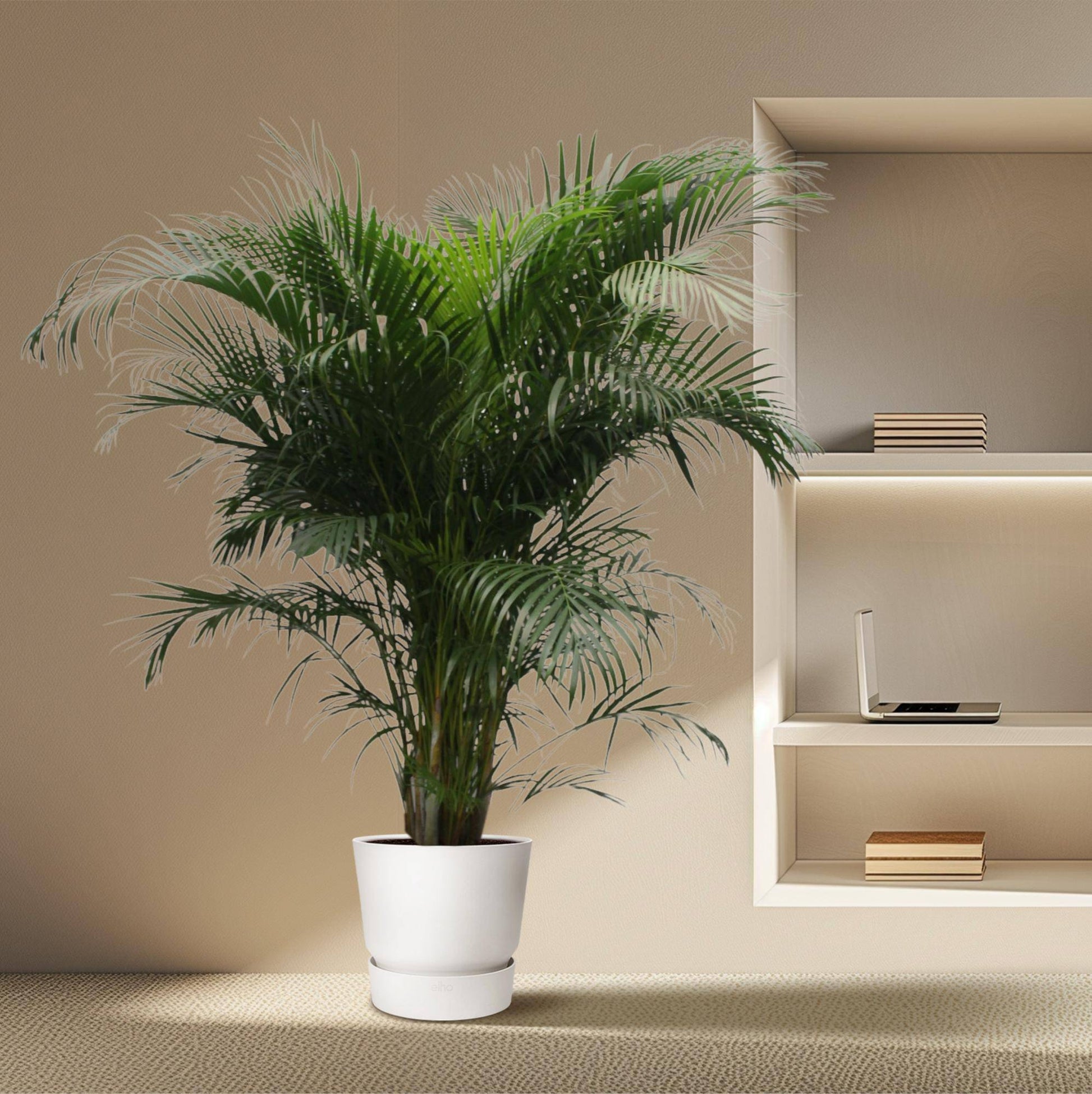 Dypsis lutescens (Areca-Palme) – 230 cm – Ø40 - Botanic-Vibes
