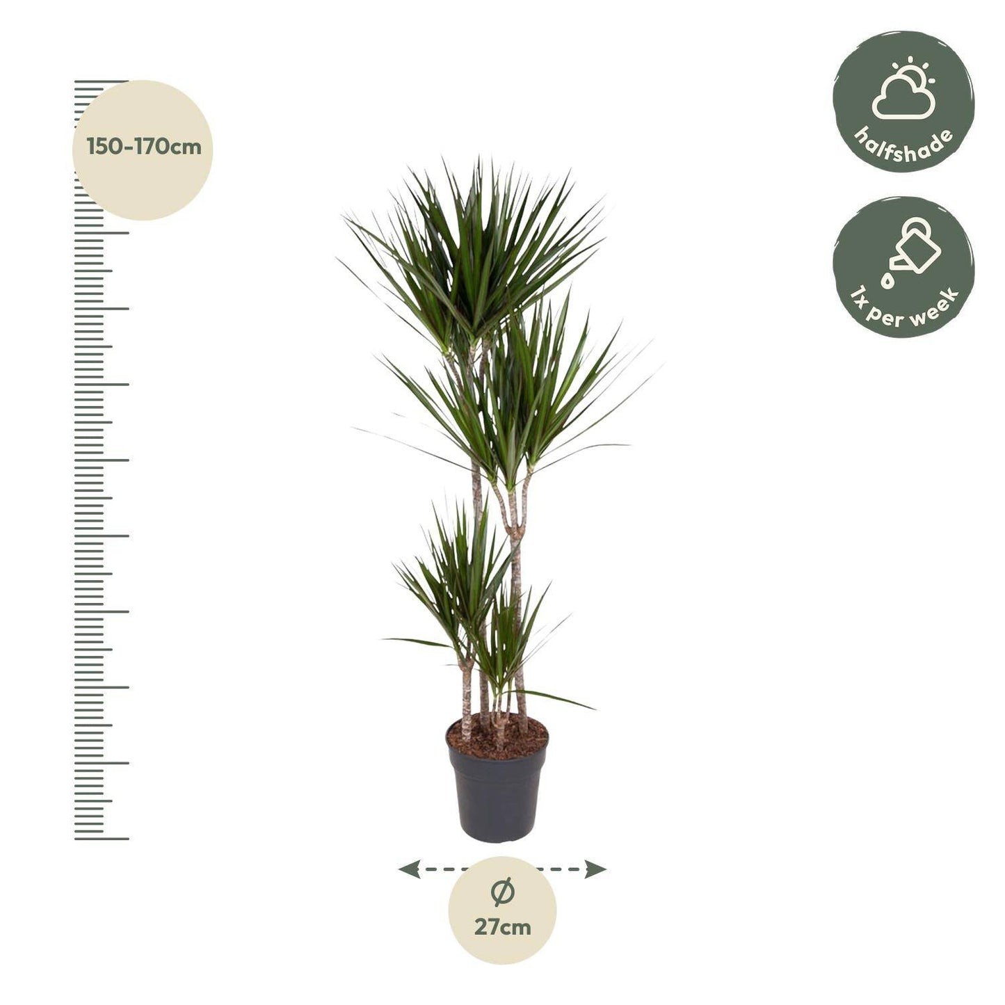 Dracaena Marginata – 180 cm – Ø27 - Botanic-Vibes